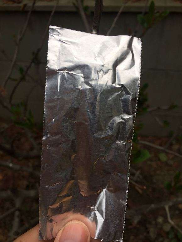 海棠下山桩砧木怎么嫁接了苹果的方法 图片