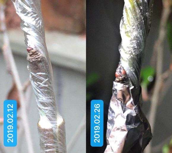 海棠下山桩砧木怎么嫁接了苹果的方法 图片