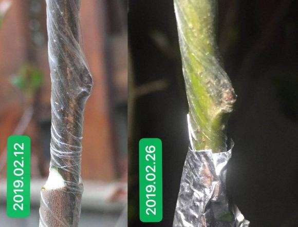 海棠下山桩砧木怎么嫁接了苹果的方法 图片