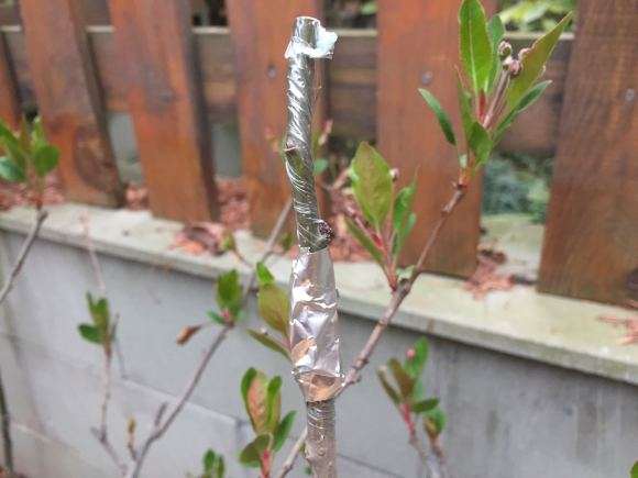 海棠下山桩哪个品种耐寒 最好 图片