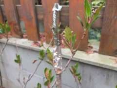 海棠下山桩哪个品种耐寒 最好 图片