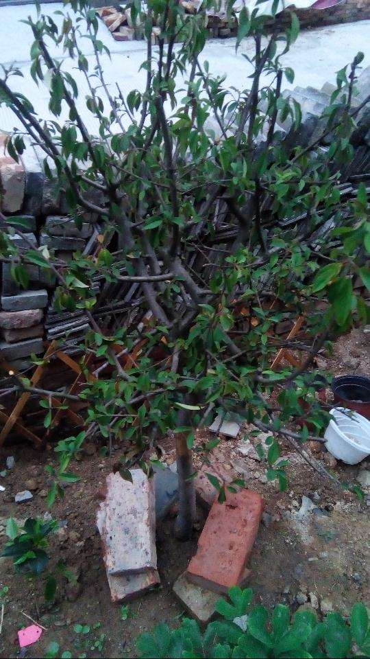 海棠下山桩花叶子怎么往下耷拉 图片