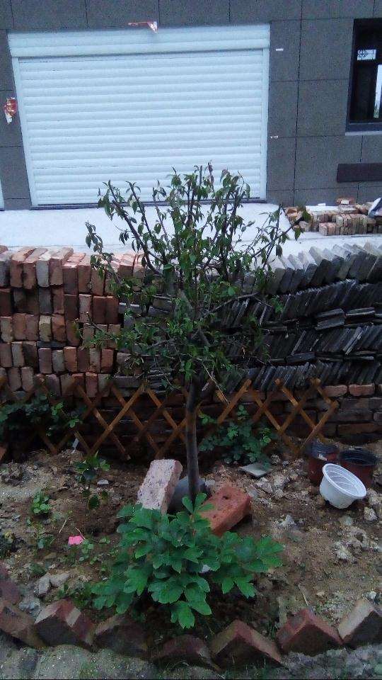 海棠下山桩花叶子怎么往下耷拉 图片