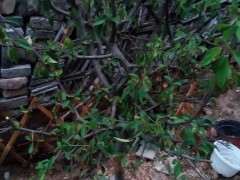 海棠下山桩花叶子怎么往下耷拉 图片