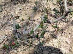 为什么都很推崇西府海棠下山桩 图片