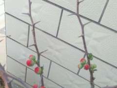 为什么我买的海棠下山桩有刺 图片