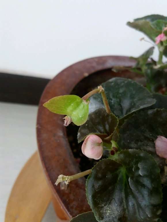 四季海棠下山桩为什么结不了仔 图片