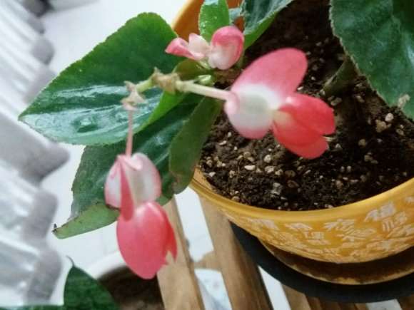 四季海棠下山桩为什么结不了仔 图片