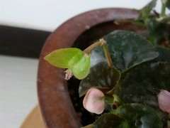 四季海棠下山桩为什么结不了仔 图片