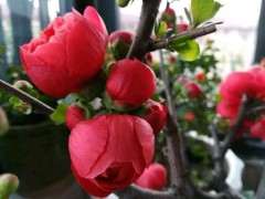 今年海棠下山桩开花了没人吗 图片