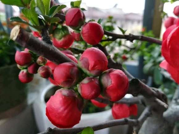 在辽宁 什么海棠下山桩能室外过冬 图片