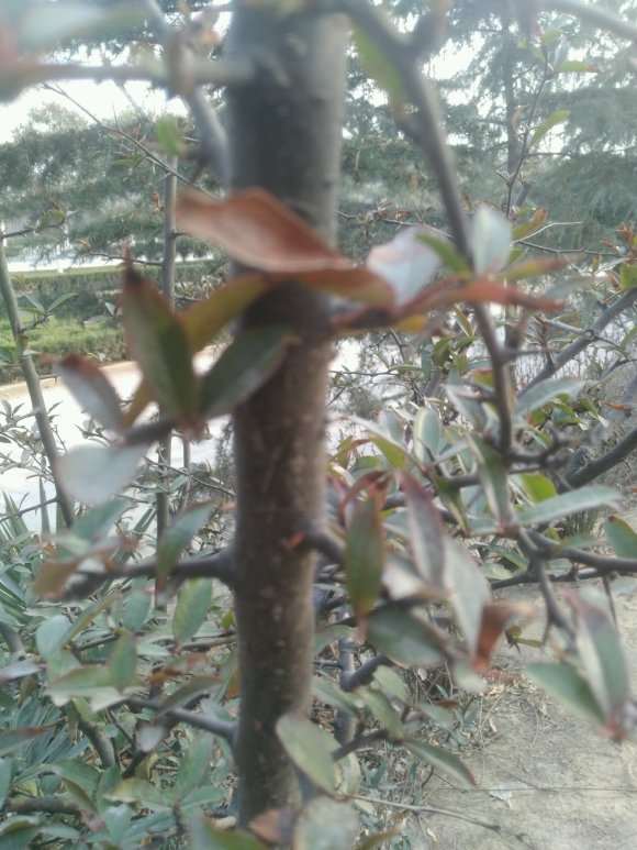 求教 是海棠下山桩 还是火棘 图片