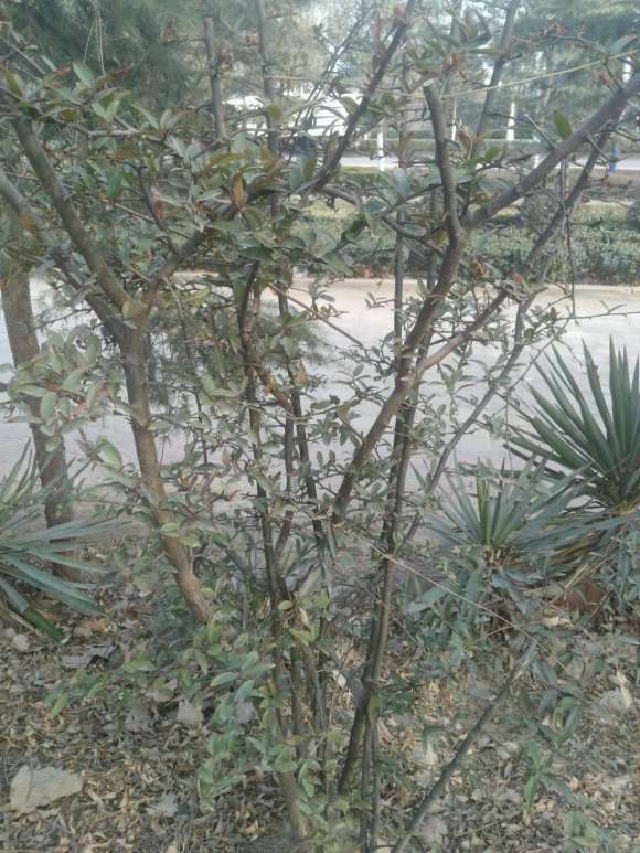 求教 是海棠下山桩 还是火棘 图片