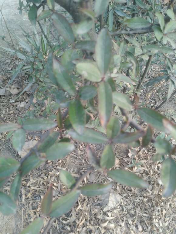 求教 是海棠下山桩 还是火棘 图片