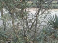 求教 是海棠下山桩 还是火棘 图片