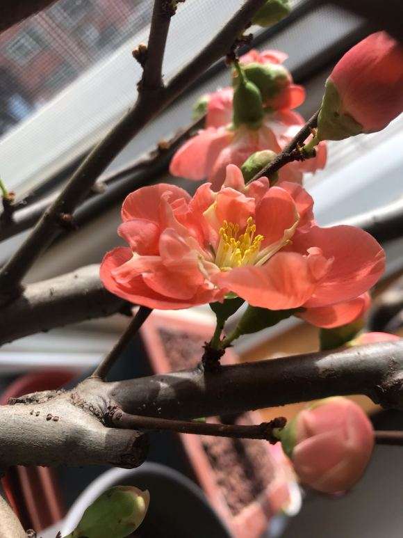 长寿乐海棠下山桩花开了 怎么样 图片