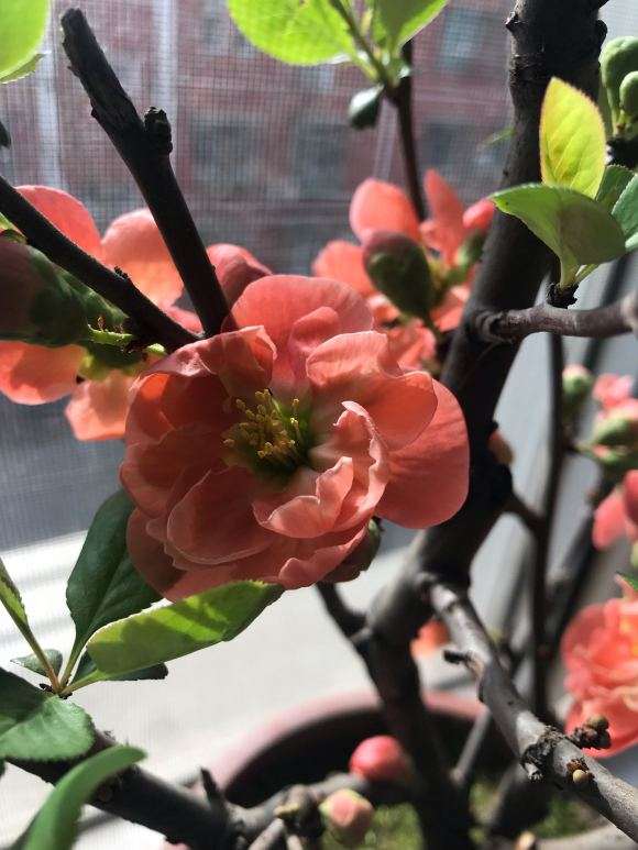 长寿乐海棠下山桩花开了 怎么样 图片