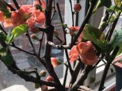 长寿乐海棠下山桩花开了 可以吗 图片