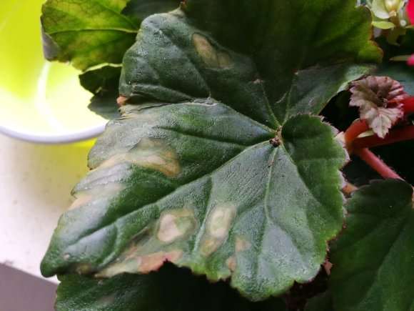 海棠下山桩叶子焦边 怎么办 图片