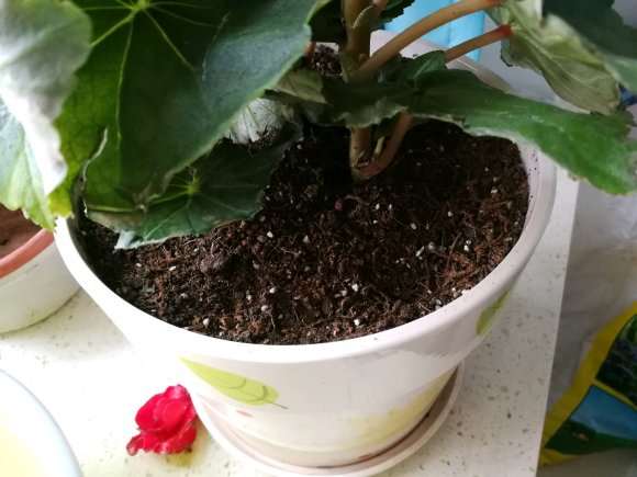 海棠下山桩叶子焦边 怎么办 图片