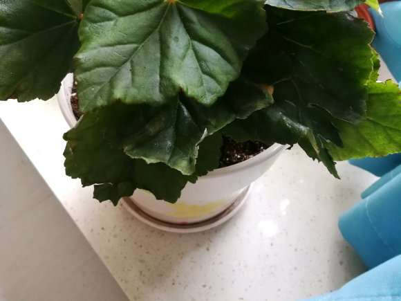 海棠下山桩叶子焦边 怎么办 图片