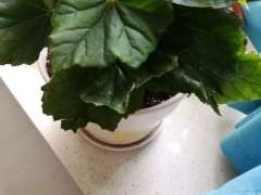 海棠下山桩叶子焦边 怎么办 图片