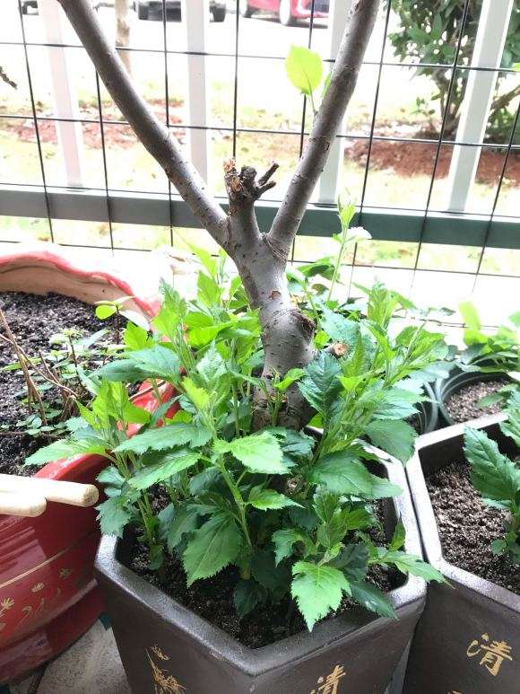 海棠下山桩可以不长叶 需要修剪吗 图片