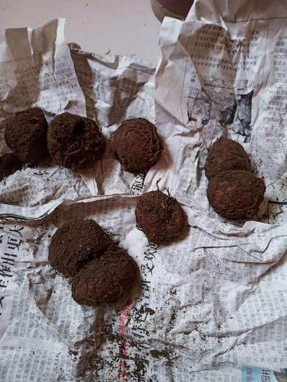 球根海棠下山桩收到了 怎么样 图片