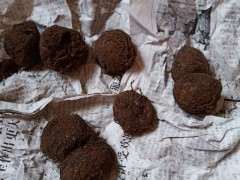 球根海棠下山桩收到了 可以吗 图片