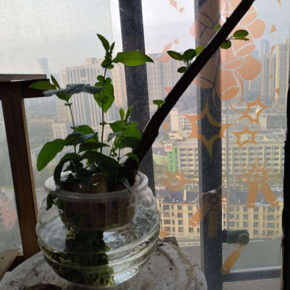 怎么水培海棠下山桩的方法 图片