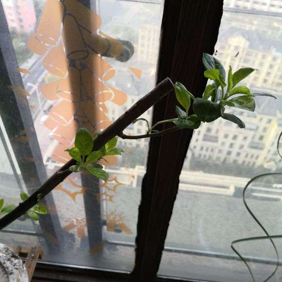 怎么水培海棠下山桩的方法 图片