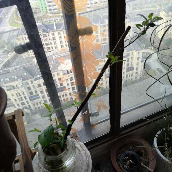 怎么水培海棠下山桩的方法 图片