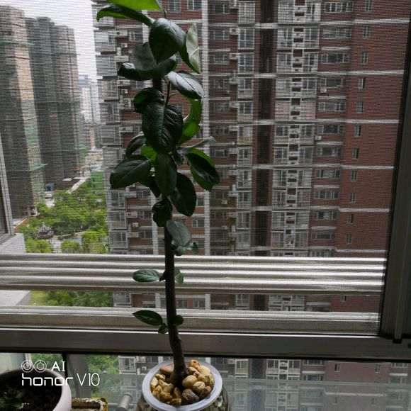 怎么水培海棠下山桩的方法 图片