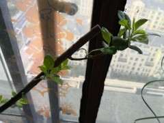 怎么水培海棠下山桩的方法 图片