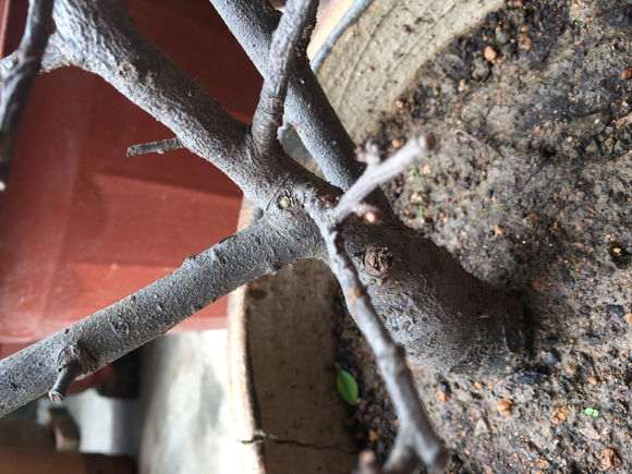 海棠下山桩叶子全掉光了 怎么办 图片