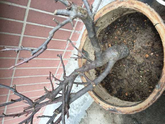 海棠下山桩叶子全掉光了 怎么办 图片