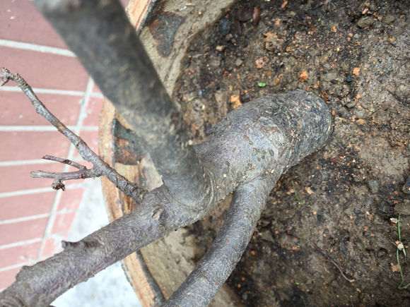 海棠下山桩叶子全掉光了 怎么办 图片