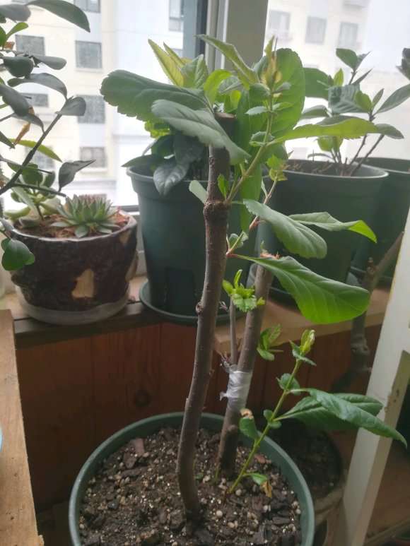 海棠下山桩发芽了 怎么样 图片