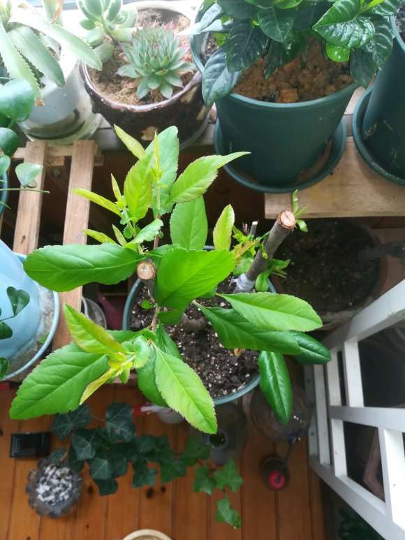 海棠下山桩发芽了 怎么样 图片