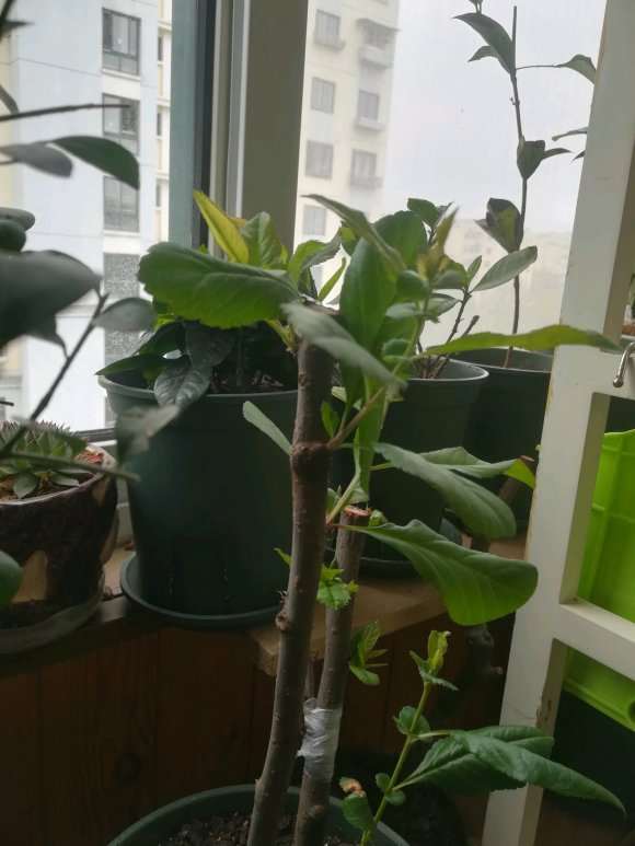 海棠下山桩发芽了 怎么样 图片