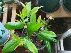 海棠下山桩发芽了 可以吗 图片