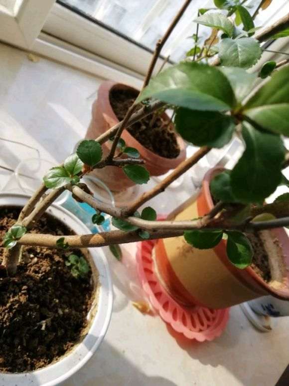 宿迁的海棠下山桩 1元包邮 怎么样 图片