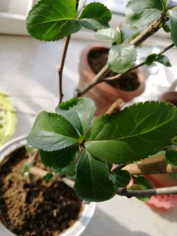 宿迁的海棠下山桩 1元包邮 怎么样 图片