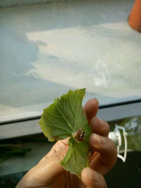 水插海棠下山桩叶片出根了 怎么办 图片