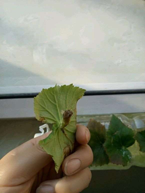 水插海棠下山桩叶片出根了 怎么办 图片