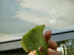 水插海棠下山桩叶片出根了 怎么办 图片