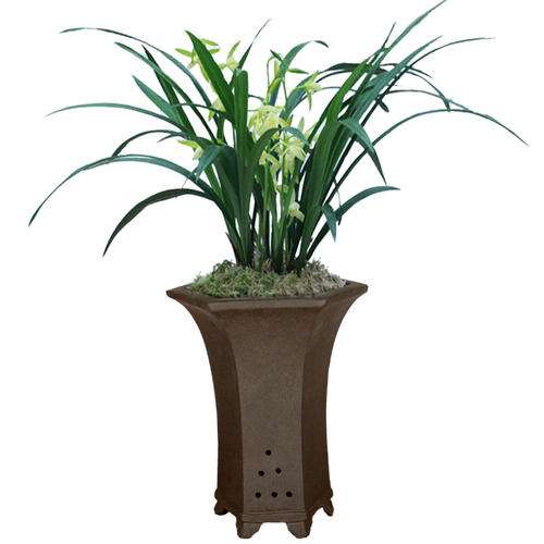 盆栽兰花怎么分株繁殖的方法 图片