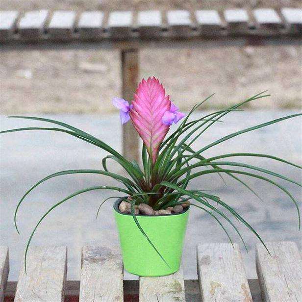 盆栽兰花怎么分株繁殖的方法 图片