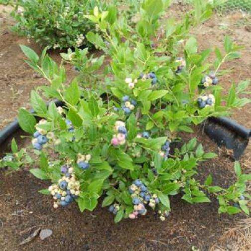 蓝莓盆栽最好扦插时间是什么时候