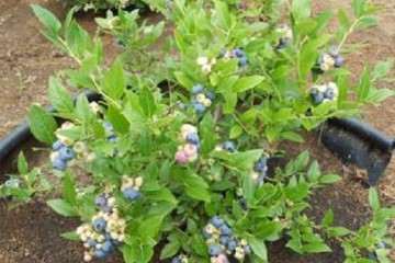 蓝莓盆栽最好扦插时间是什么时候